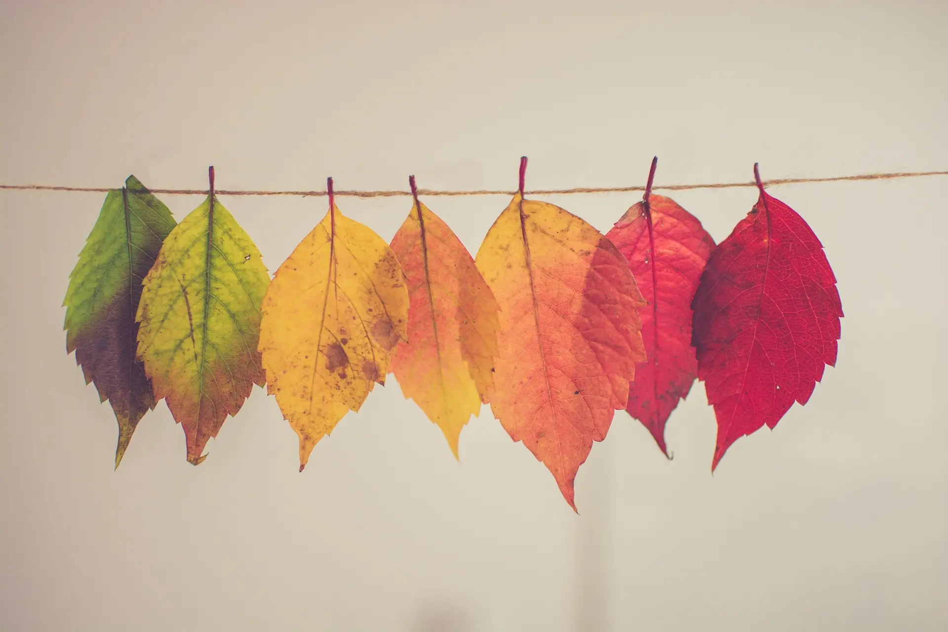 Seven colorful autumn leaves lined up in a row, symbolizing the changing seasons and transformation