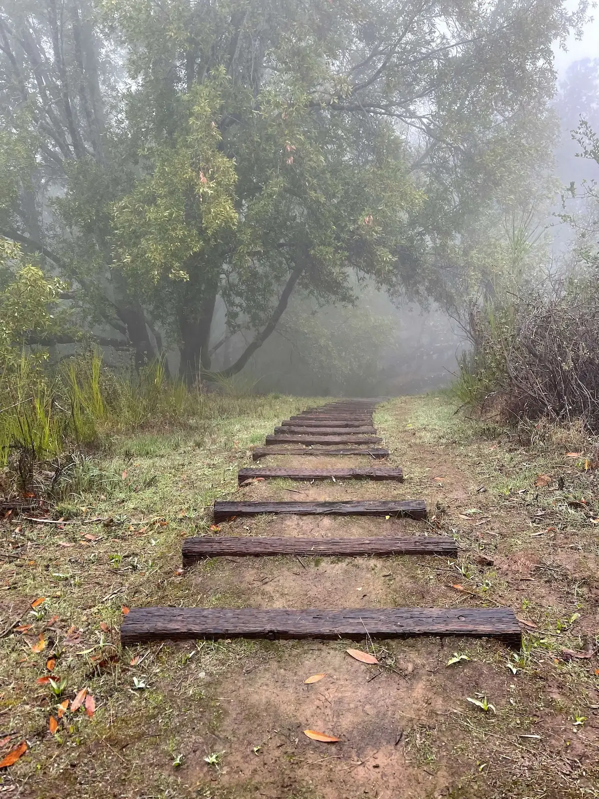 Old railroad tracks winding through a peaceful forest, symbolizing a personal journey of transformation and moving forward.