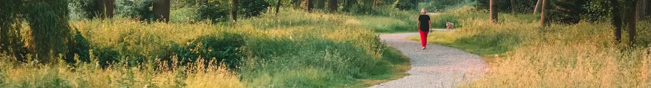 Stone steps leading up through a lush green forest, inviting a peaceful walk into nature