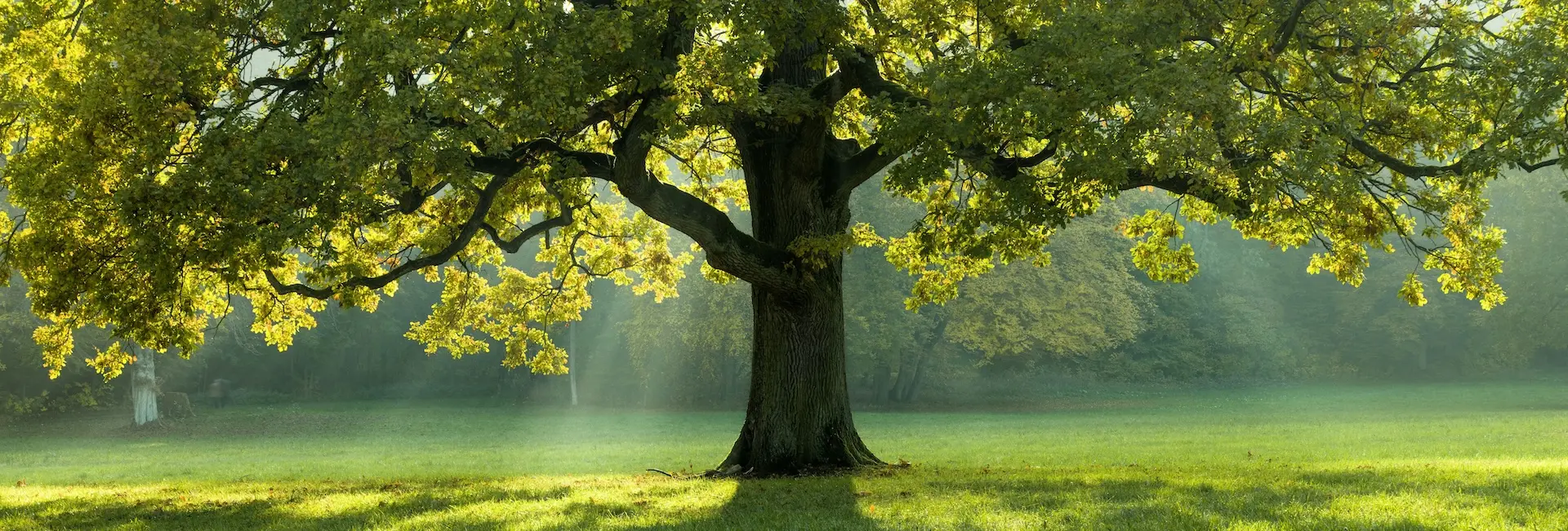 Large tree trunk in a sunlit green field, symbolizing grounding and calm amidst emotional overwhelm.
